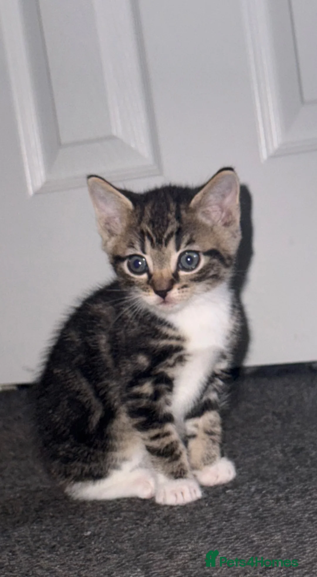 Mixed Breed cats for sale: Kittens for sale  in Musselburgh - Advert 2