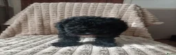 Miniature Poodle dogs for sale: Lovely mini poodles ready to go now  - Advert 24