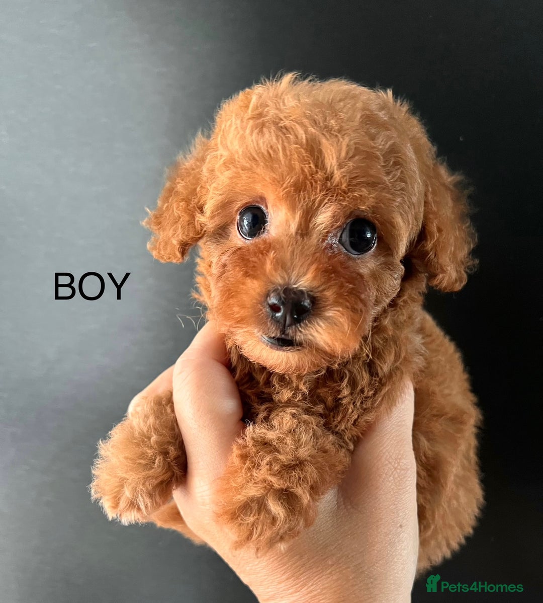 Toy Poodle dogs for sale:  🐩✨ Exceptionally Tiny Red Toy Poodles ✨🐩 - Image 5