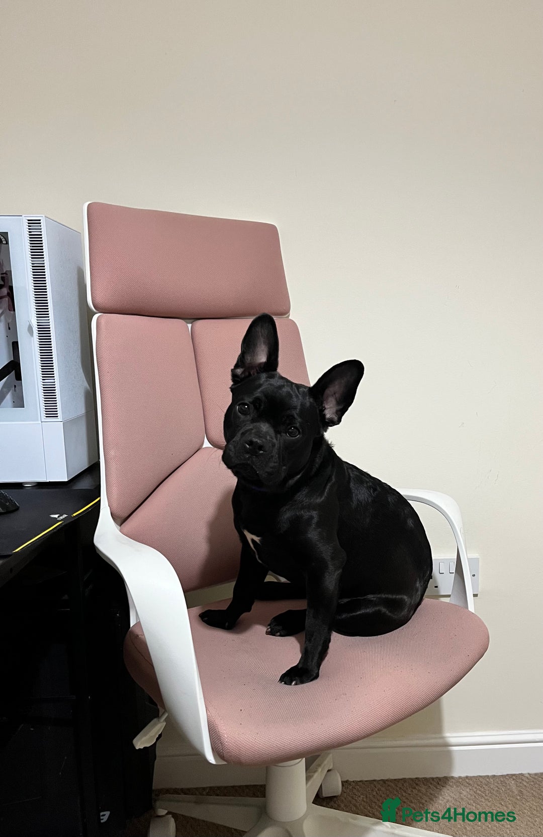 Frug dogs for sale: Female frug - Image 8
