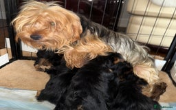 Yorkshire Terrier dogs for sale: Beautiful Yorkshire terrier puppies  - Image 5