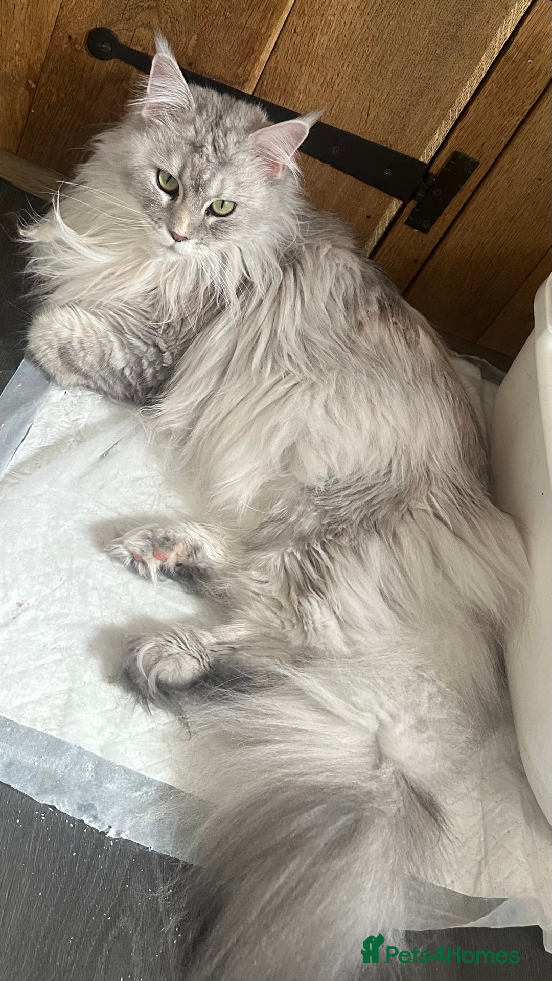 Maine Coon cats for sale: TICA REGISTERED FEMALE MAINE COON in Colchester - Image 11