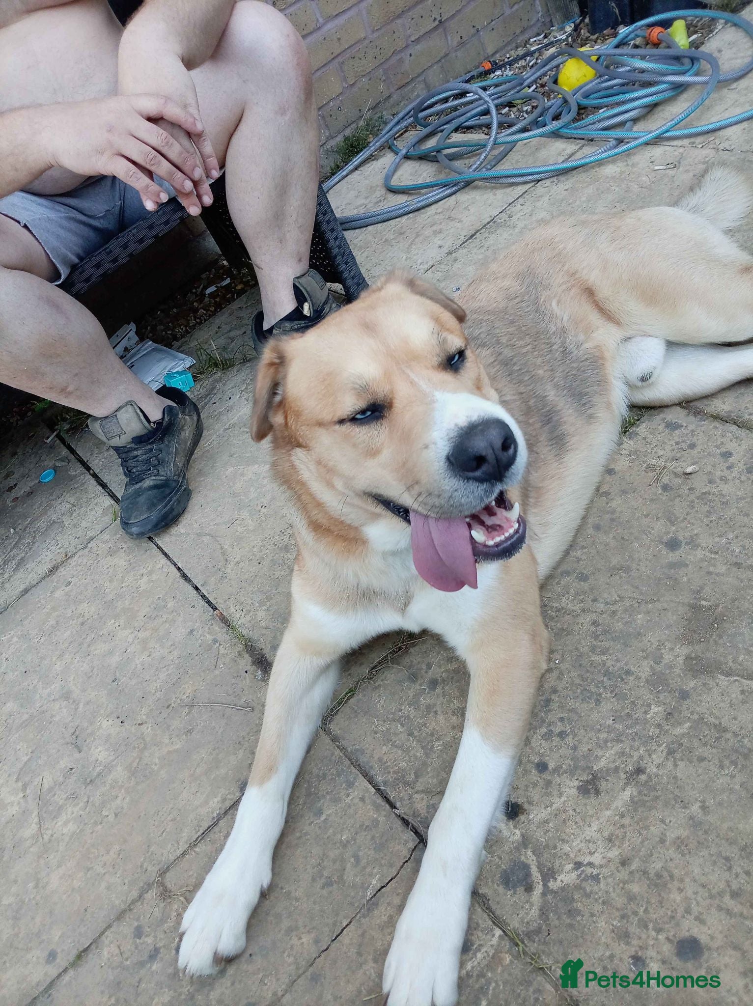 Mixed Breed dogs Husky Cross Looking for His Forever Home - Advert 5