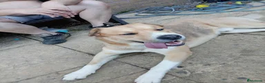 Hugo