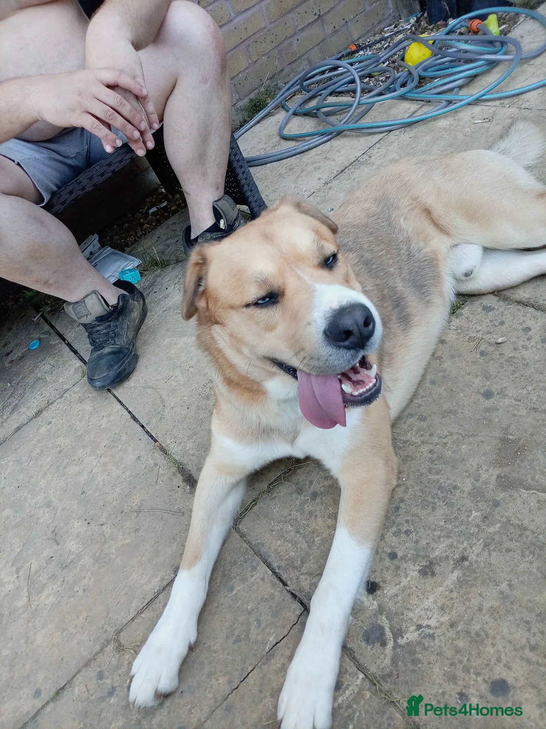 Mixed Breed dogs for sale: Husky Cross Looking for His Forever Home - Advert 1