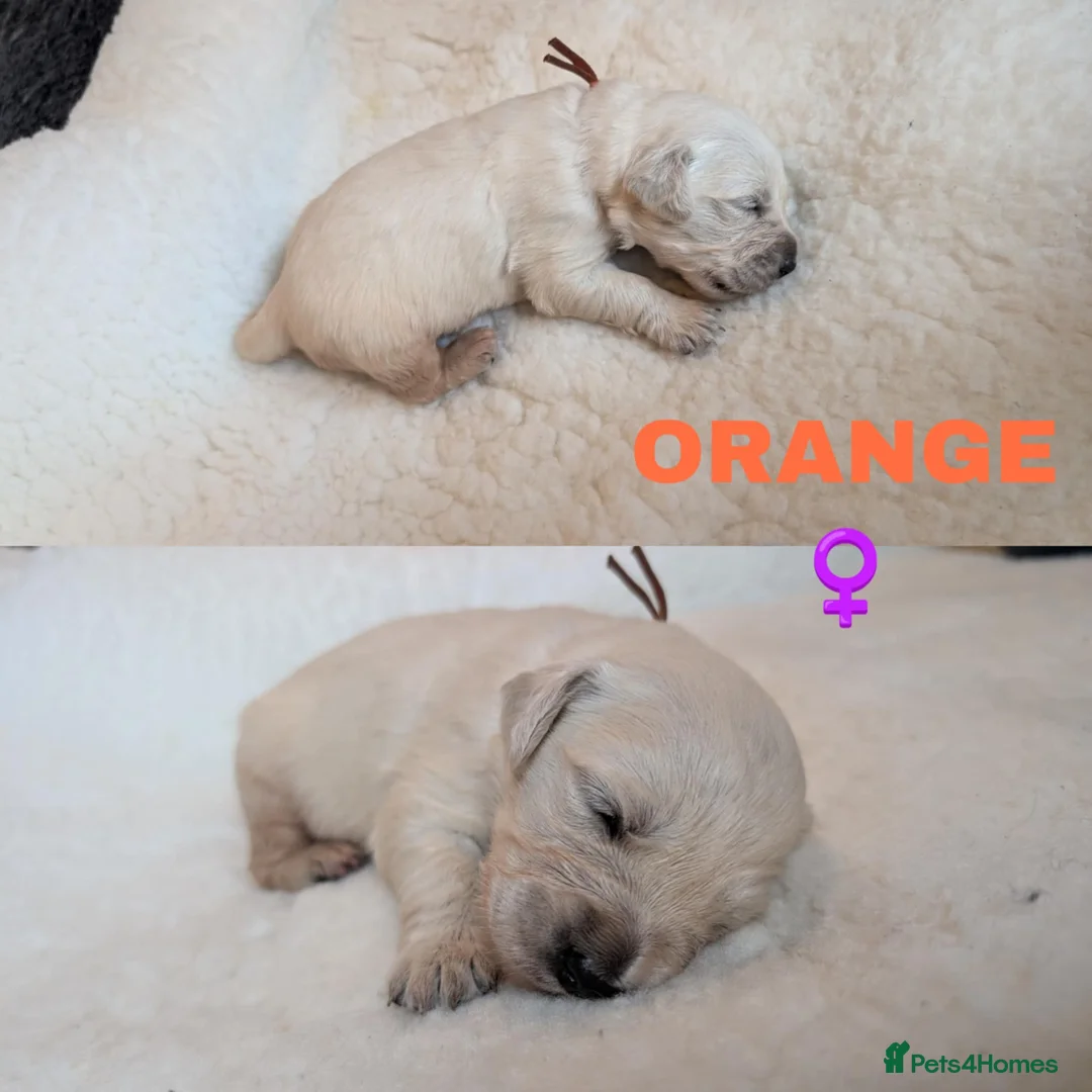 Golden Retriever dogs for sale: Stunning Cream Golden Retriever Puppies - Advert 5