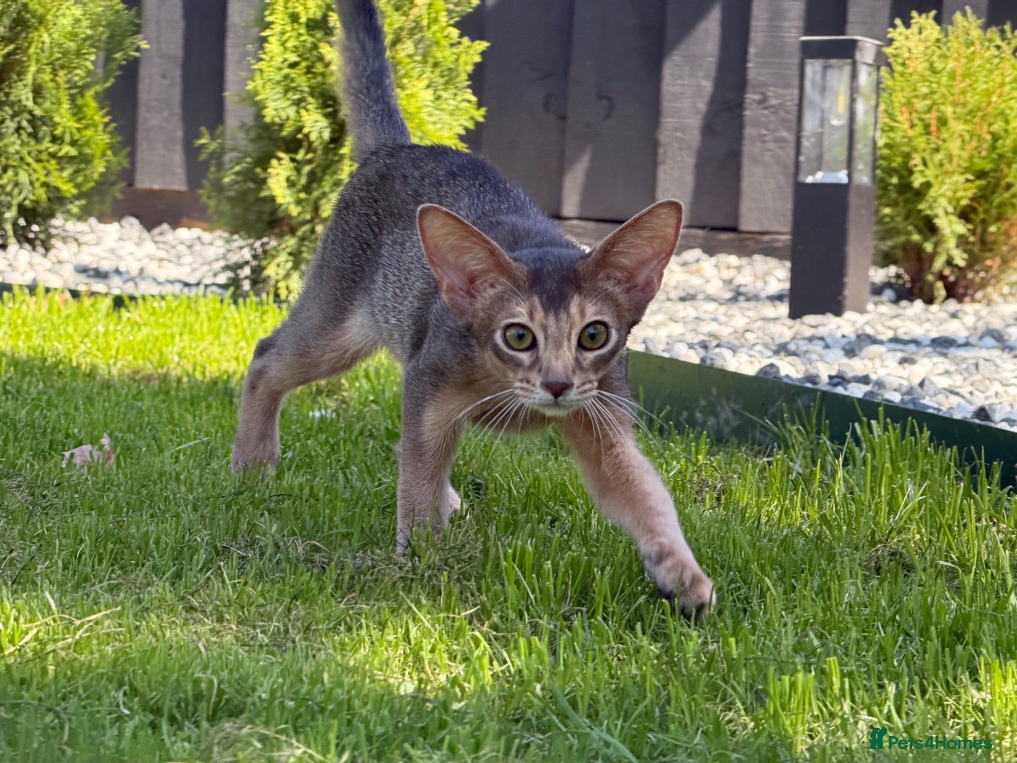 Abyssinian cats     Gorgeous kittens from champion parents 😽 - Advert 10
