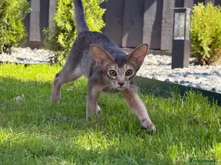 Abyssinian cats Gorgeous kittens from champion parents 😽 - Advert 10