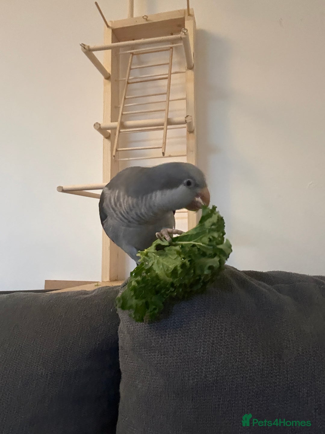 Parrots birds for sale: Quaker parrot  - Advert 1