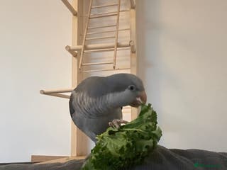 Parrots birds Quaker parrot - Advert 1