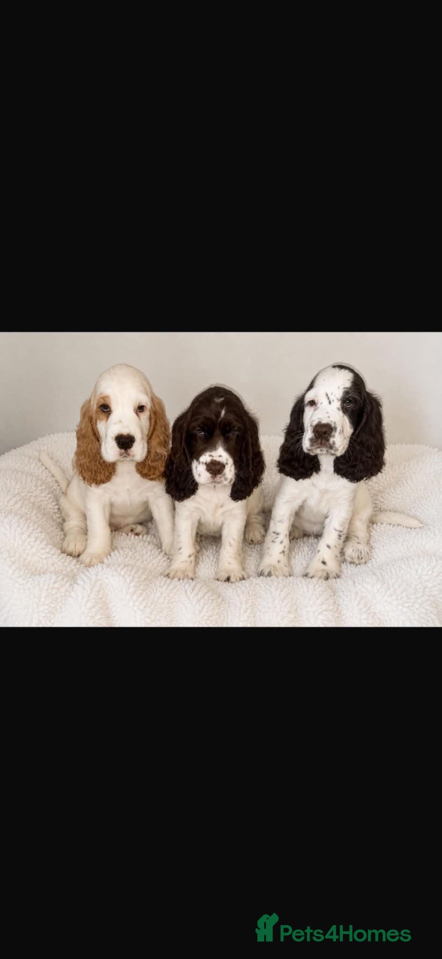 Cocker Spaniel dogs Stunning Litter of 8 show cocker spaniels  - Advert 16