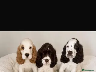 Cocker Spaniel dogs Stunning Litter of 8 show cocker spaniels - Advert 16