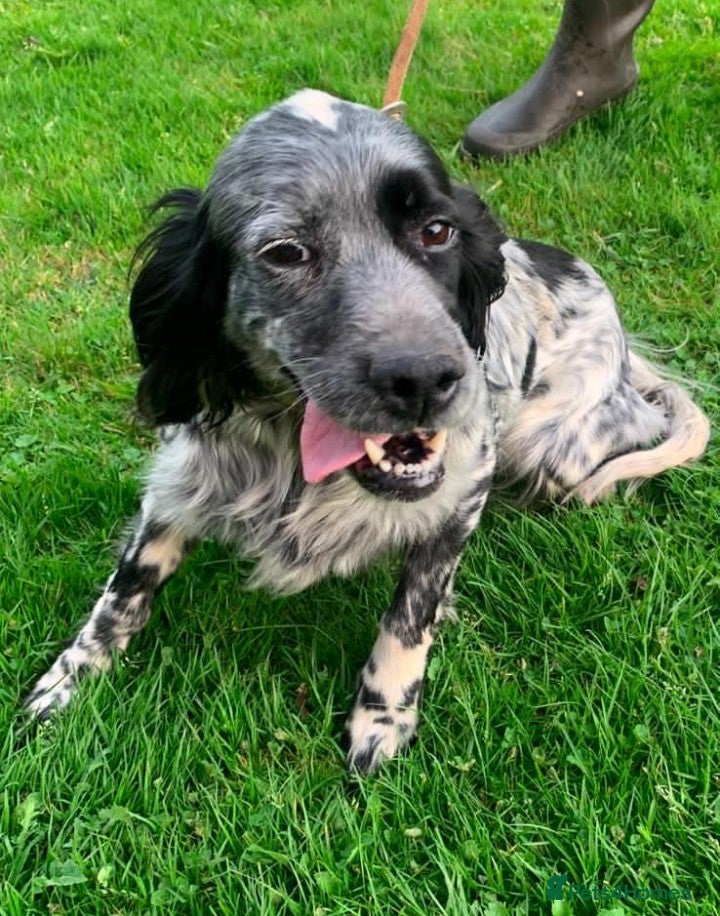 English Setter dogs Mara  - Advert 1