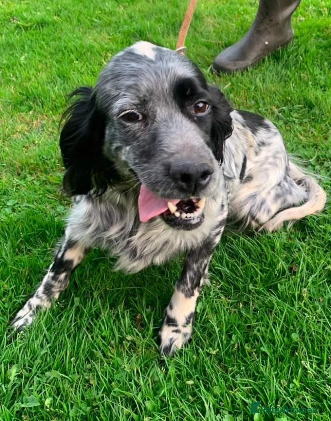 English Setter dogs for adoption: Mara  in Alfreton - Advert 1