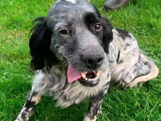 English Setter dogs Mara - Advert 1