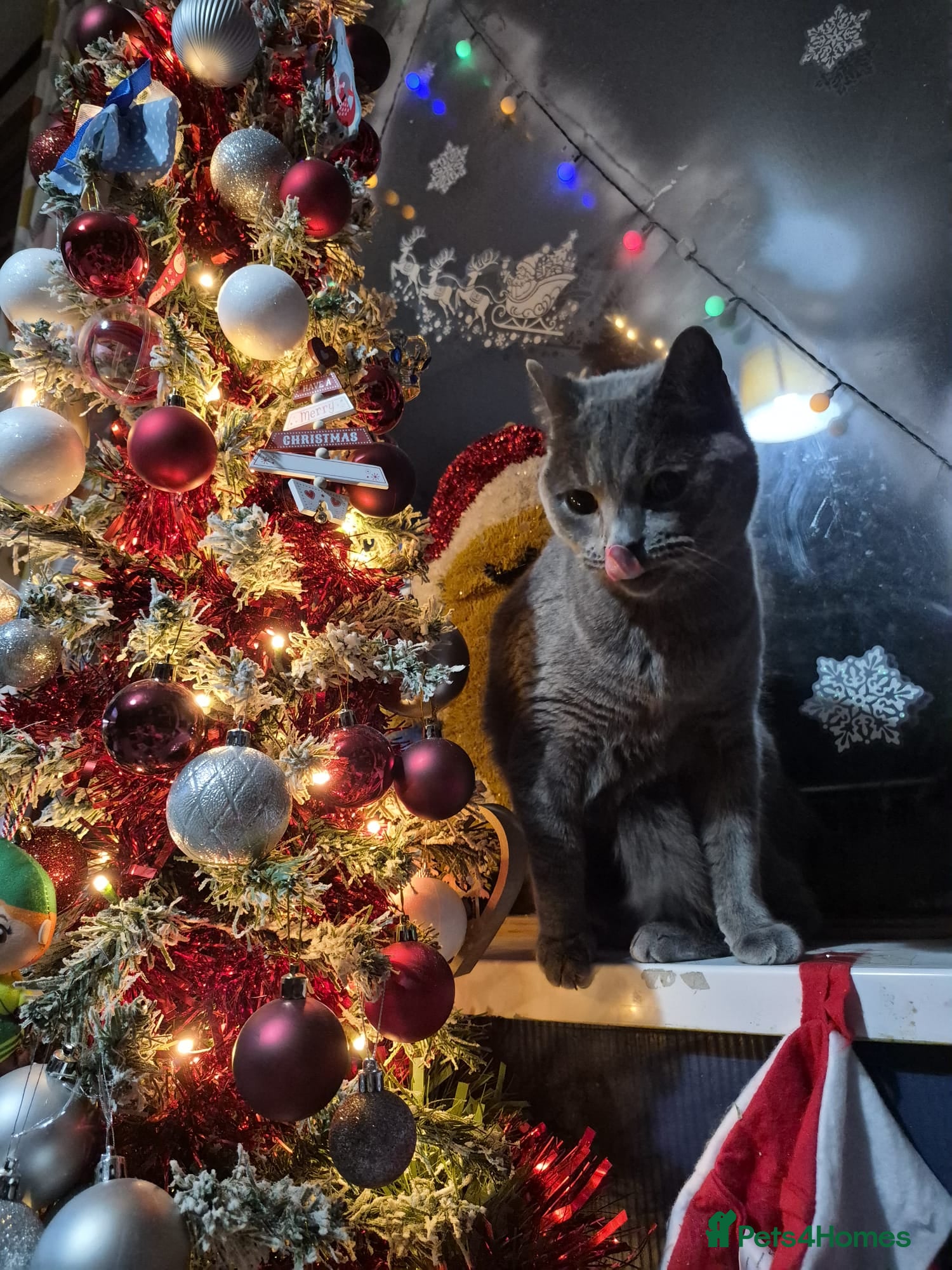 Russian Blue cats 3 year old Russian Blue Male Cat - Advert 1
