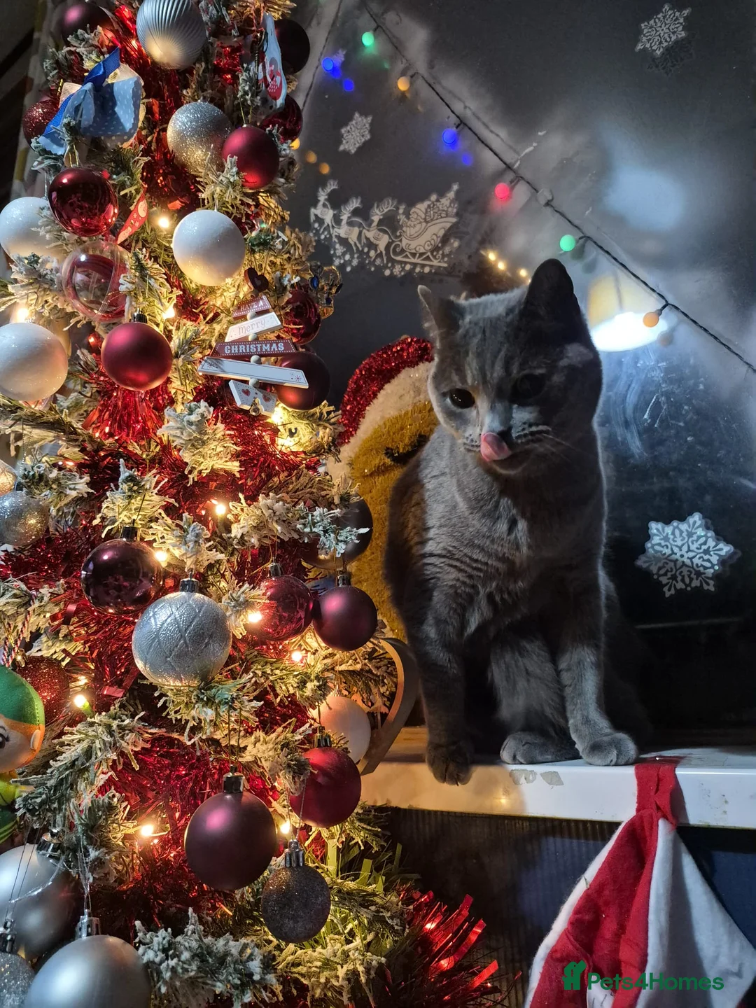 Russian Blue cats for sale: 3 year old Russian Blue Male Cat - Advert 1