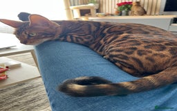 Bengal cats for sale: Beautiful Female Cat🥰🥰🥰🥰🥰 - Image 7