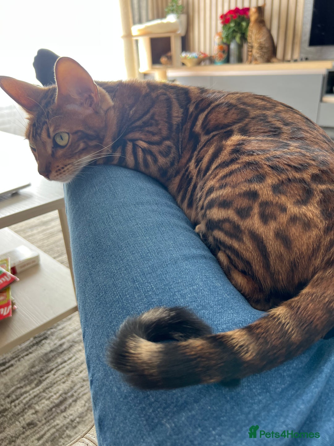 Bengal cats for sale: Beautiful Female Cat🥰🥰🥰🥰🥰 - Image 7