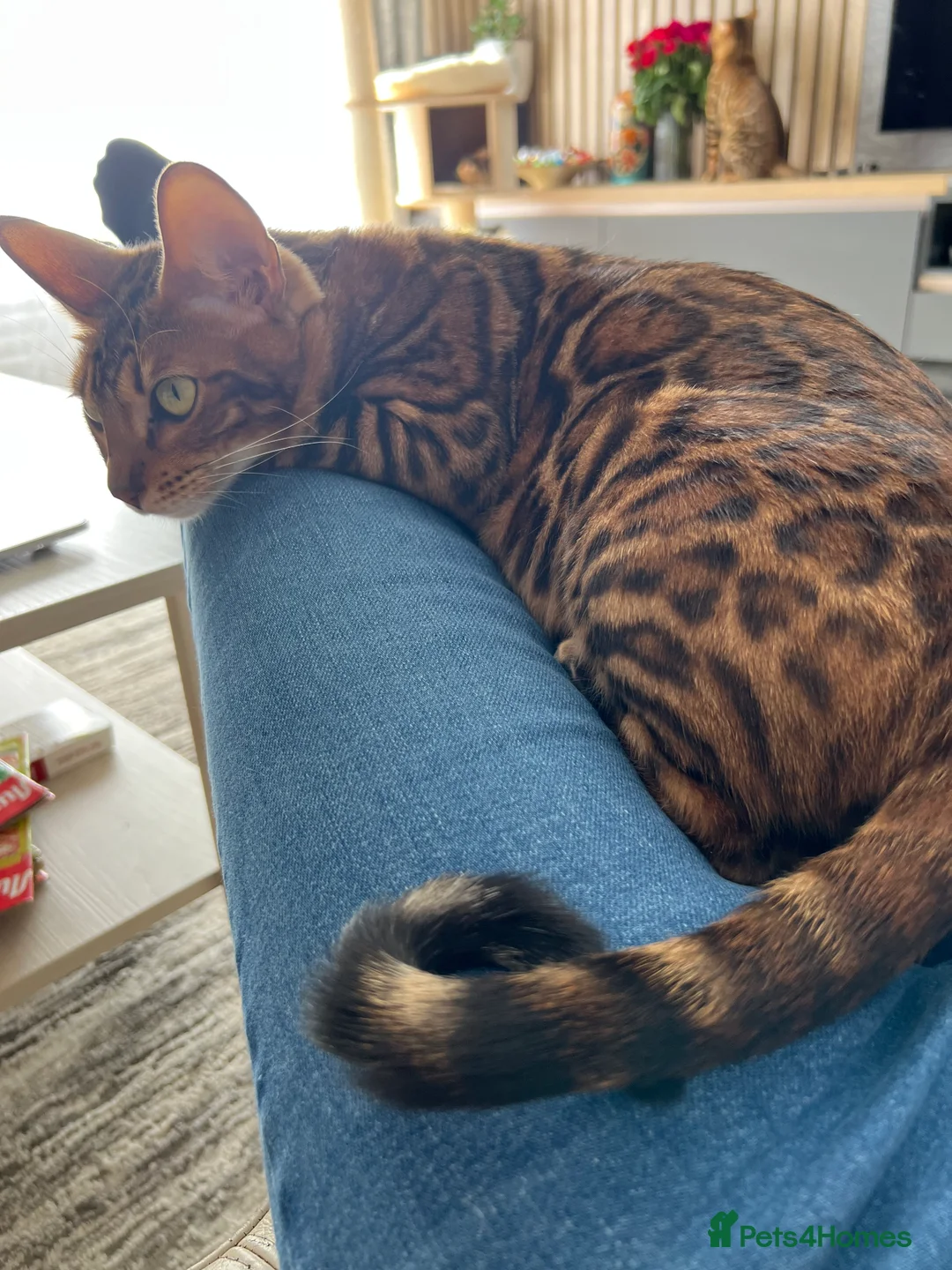Bengal cats for sale: Beautiful Female Cat🥰🥰🥰🥰🥰 - Advert 7