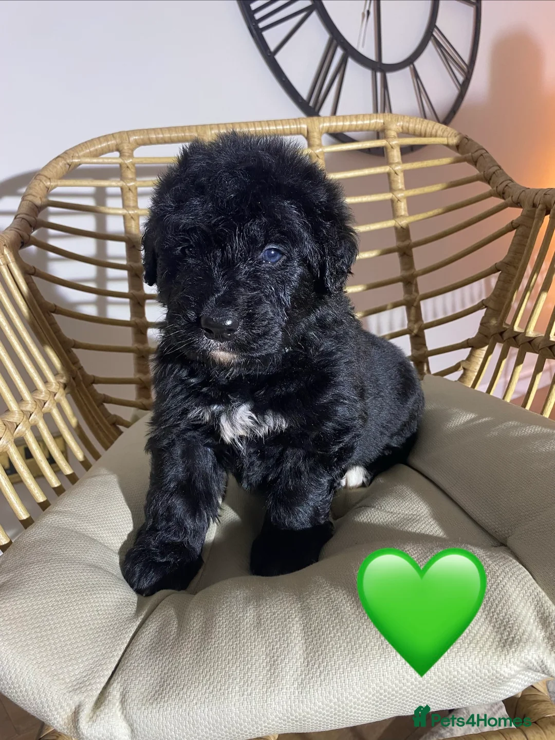 Mixed Breed dogs for sale: Golden Bernese Puppies 🖤🤍🤎 - Advert 28