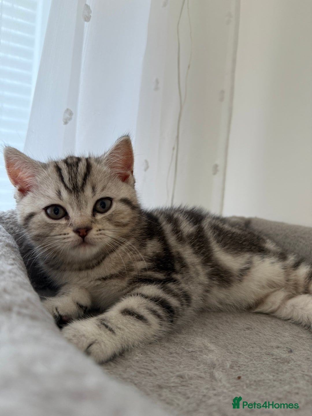 Scottish Fold cats for sale: 🐾 Adorable Scottish Straight kittens  - Advert 12
