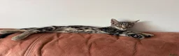 Mixed Breed dogs for sale: Tabby Kitten  in Cwmbran - Advert 2