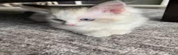 Ragdoll cats for sale: 4 TICA Registered Ragdoll girls available - Advert 16