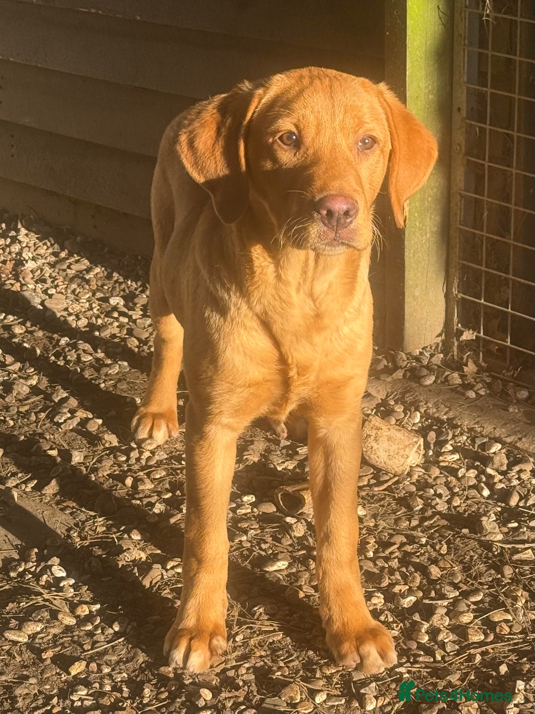 Labrador Retriever dogs for sale: Roger the Fox Red Lab - Advert 7