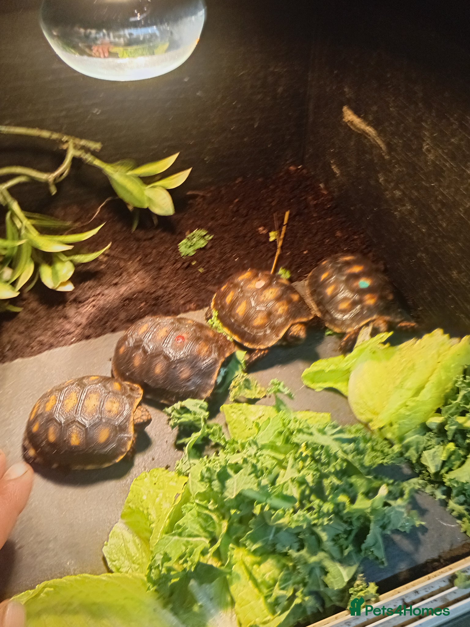 Tortoise reptiles Cherry headed red footed tortioses - Advert 1