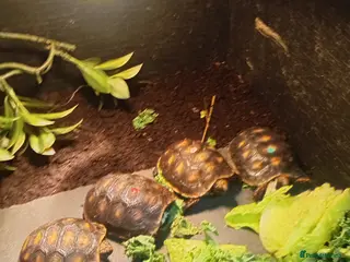 Tortoise reptiles Cherry headed red footed tortioses - Advert 4