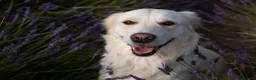 Golden Retriever dogs for sale: Lovely girl for rehome - Advert 3