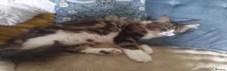 Maine Coon cats for sale: Maine Coon Neutered Queen - Advert 3