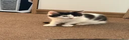 Mixed Breed cats for sale: gorgeous boys in Mansfield - Advert 13