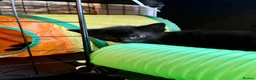 Bombay cats for sale: Bombay Kittens – 3 Boys & 3 Girls Available  - Advert 5