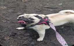 Pug dogs for sale: Perfect pug pups - Image 20