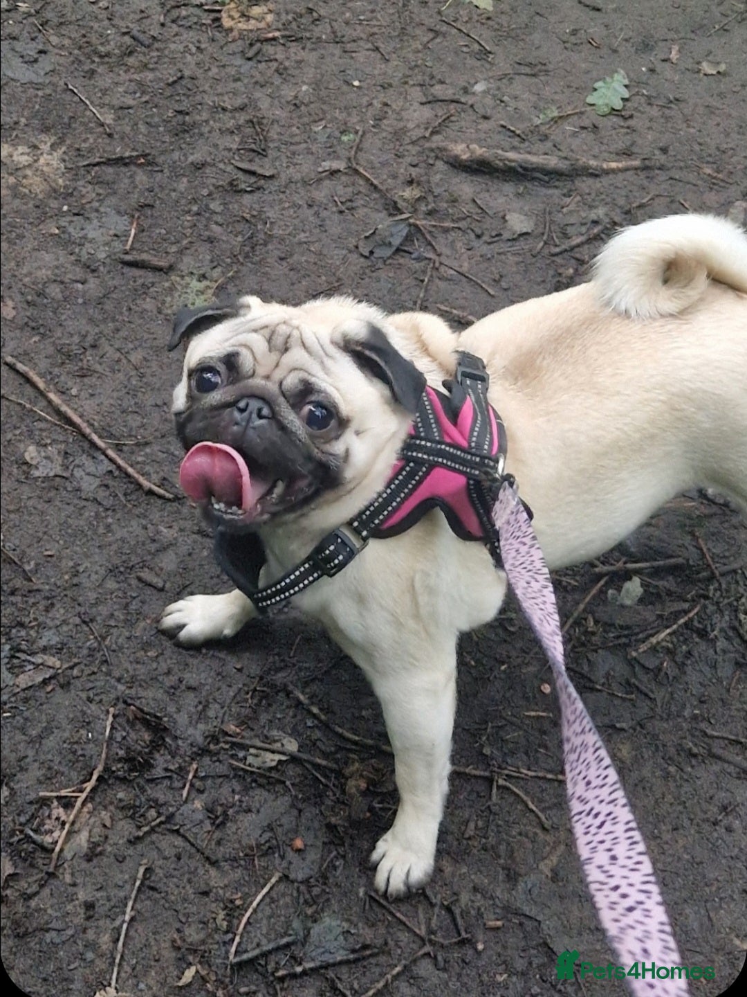 Pug dogs for sale: Perfect pug pups - Image 20