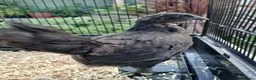 Chickens poultry for sale: Stunning Crypt Walkers and other breeds in Wrexham - Advert 4