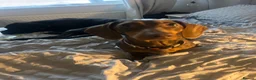 Dachshund dogs for sale: Sweet natured Dachshund 10 months old - Advert 4