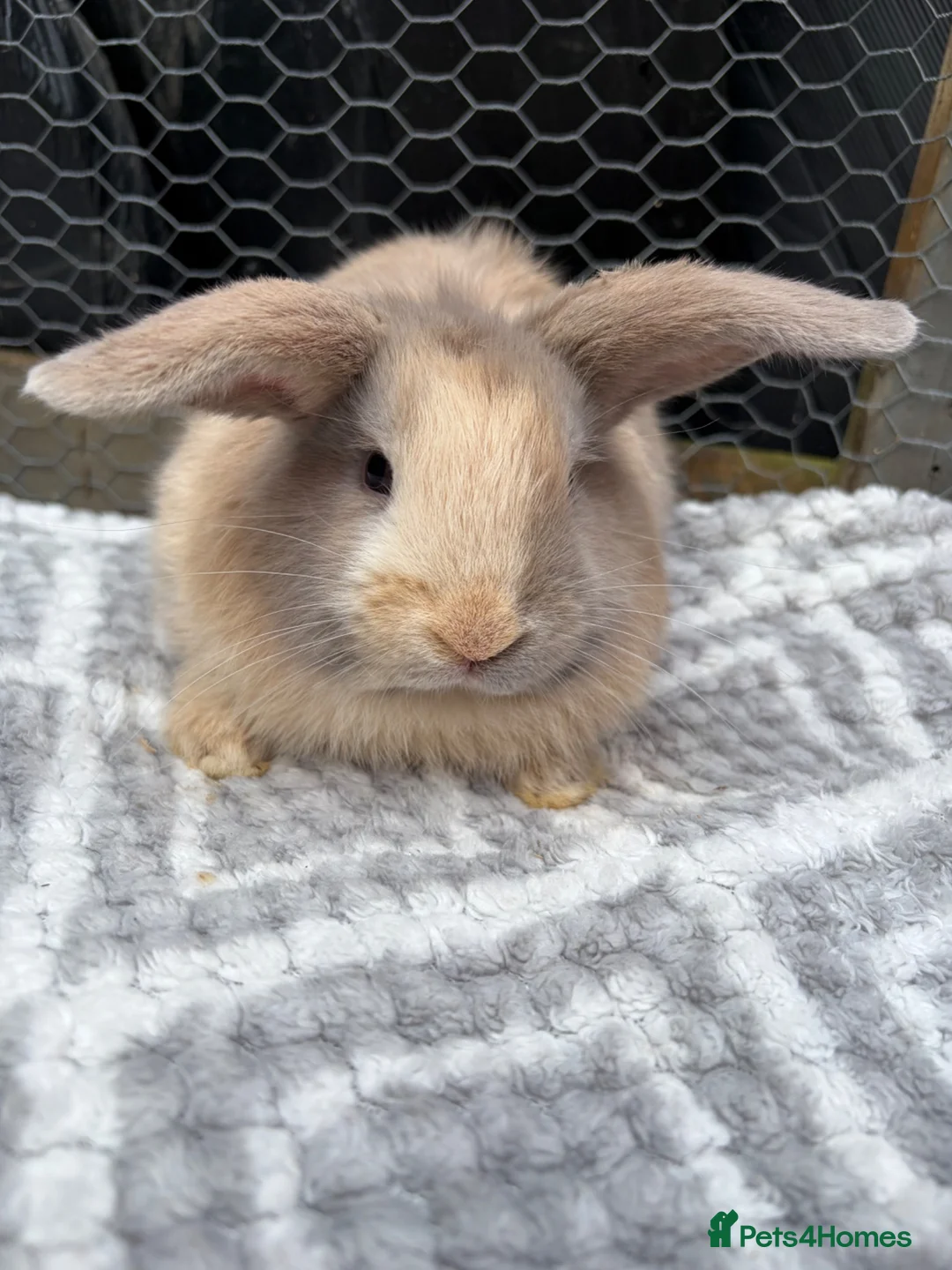 Mini Lop rabbits for sale: Beautiful coloured mini lops - Advert 19