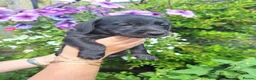 Mixed Breed dogs for sale: Beddy/jacks  in Girvan - Advert 8