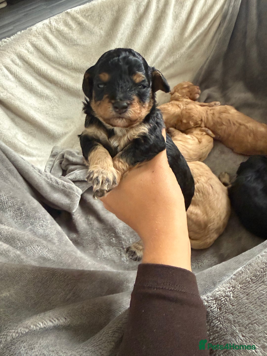 Cavapoo dogs for sale: 2 gorgeous boys looking for there forever home🩵  - Image 3
