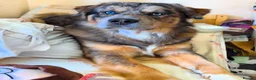 Mixed Breed dogs for stud: FOR STUD ONLY - Advert 4