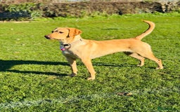 Labradoodle dogs for sale: 2 year old Labrador  - Image 3