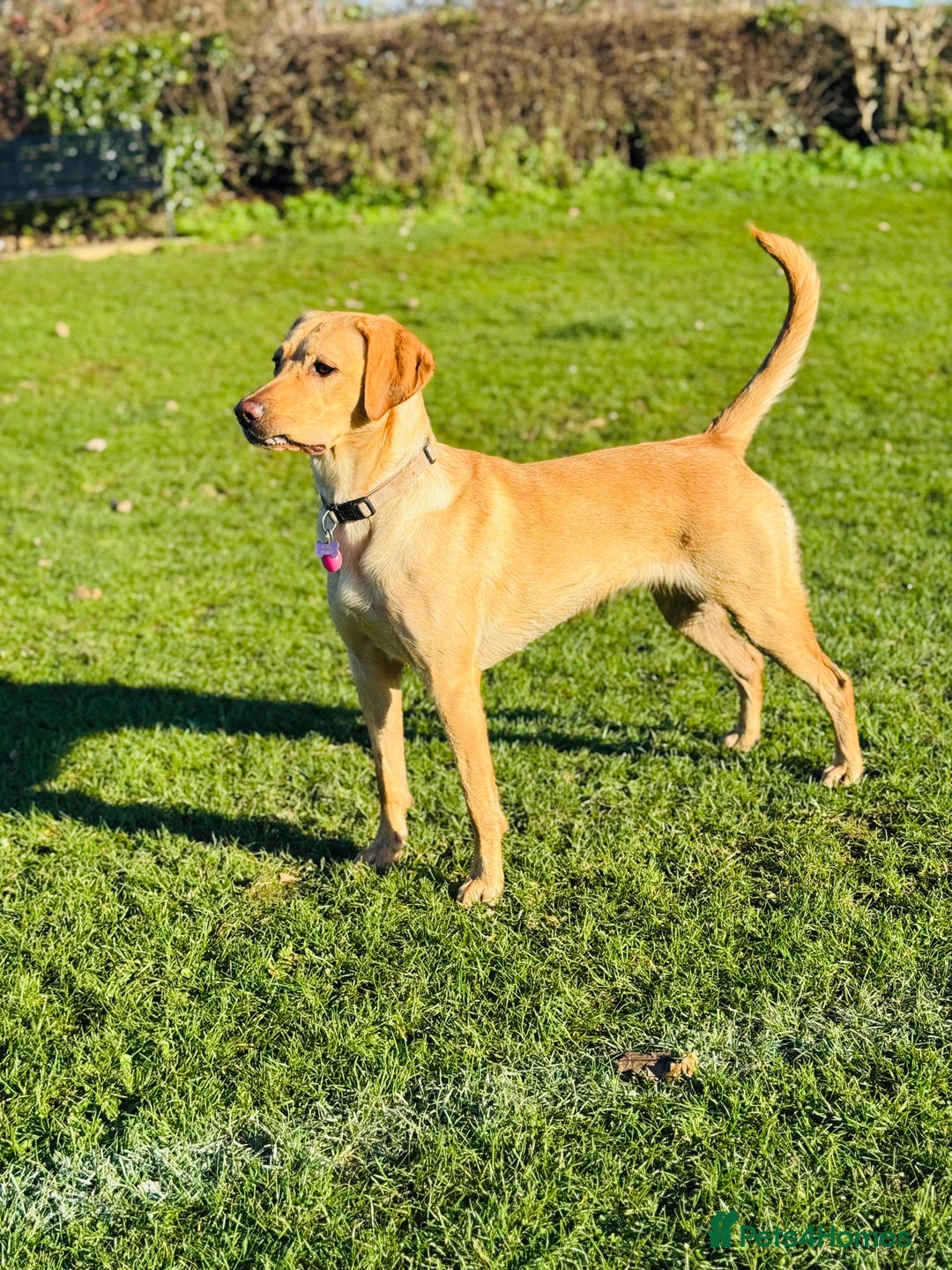 Labradoodle dogs for sale: 2 year old Labrador  - Image 3