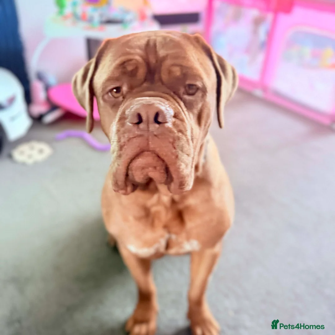 Dogue De Bordeaux dogs for sale: Dogue de Bordeaux - Advert 8