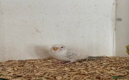 Budgerigars birds for sale: Baby budgies  - Image 5