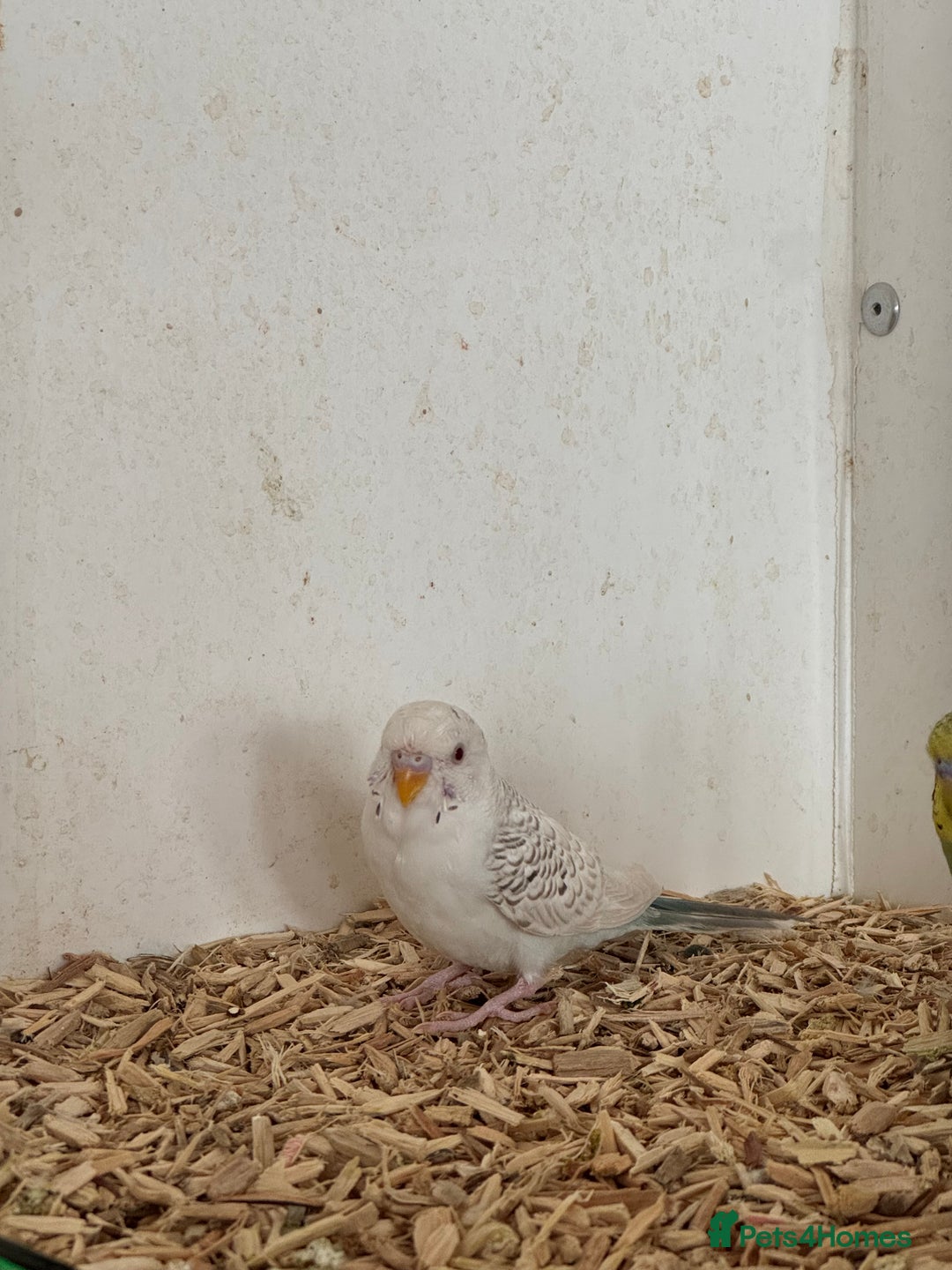 Budgerigars birds for sale: Baby budgies  - Image 5