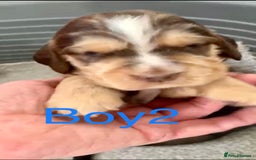 Cocker Spaniel dogs for sale: Kc show extensive health tests beautiful colours - Image 18