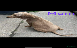 Miniature Poodle dogs for sale: Miniature poodles  - Image 7